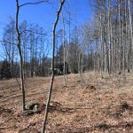 敷地北東側から西方向を撮影。北側隣地はカラマツ林。