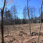 敷地東側から西方向を撮影