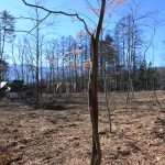 敷地東側から西方向を撮影。もみじ等の小振りな落葉樹を残しています。