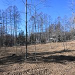 敷地東南側から北西方向を撮影