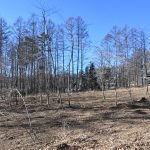 敷地東南側から西方向を撮影