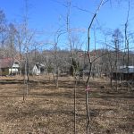 敷地西側から東方向を撮影